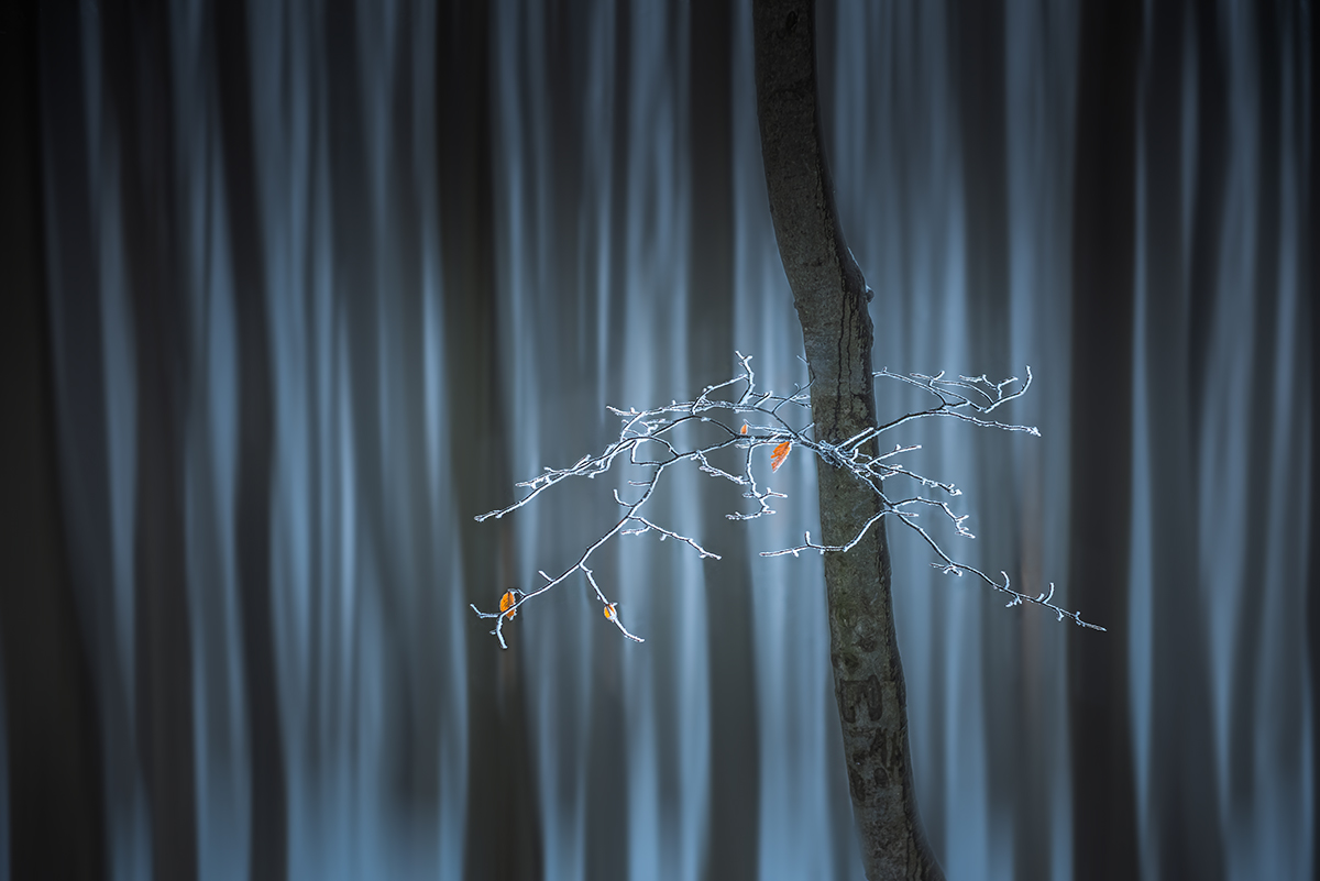 Last leaves