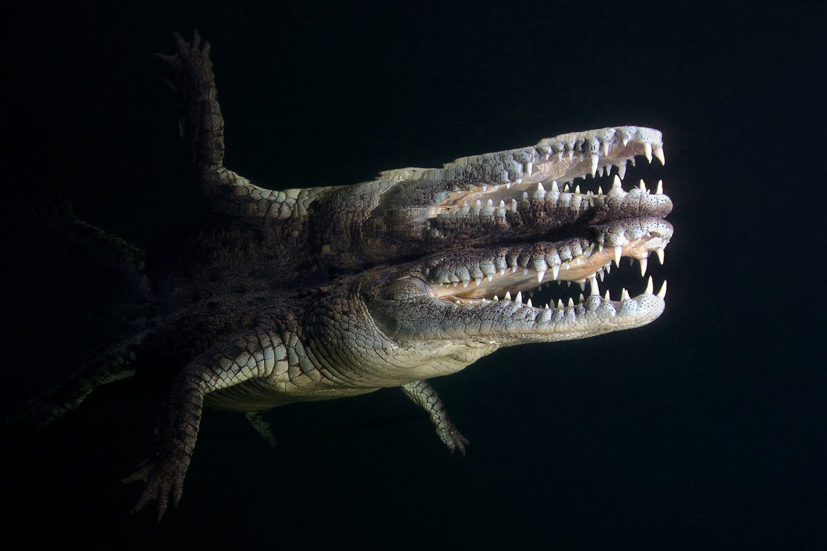 Crocodile Mirror