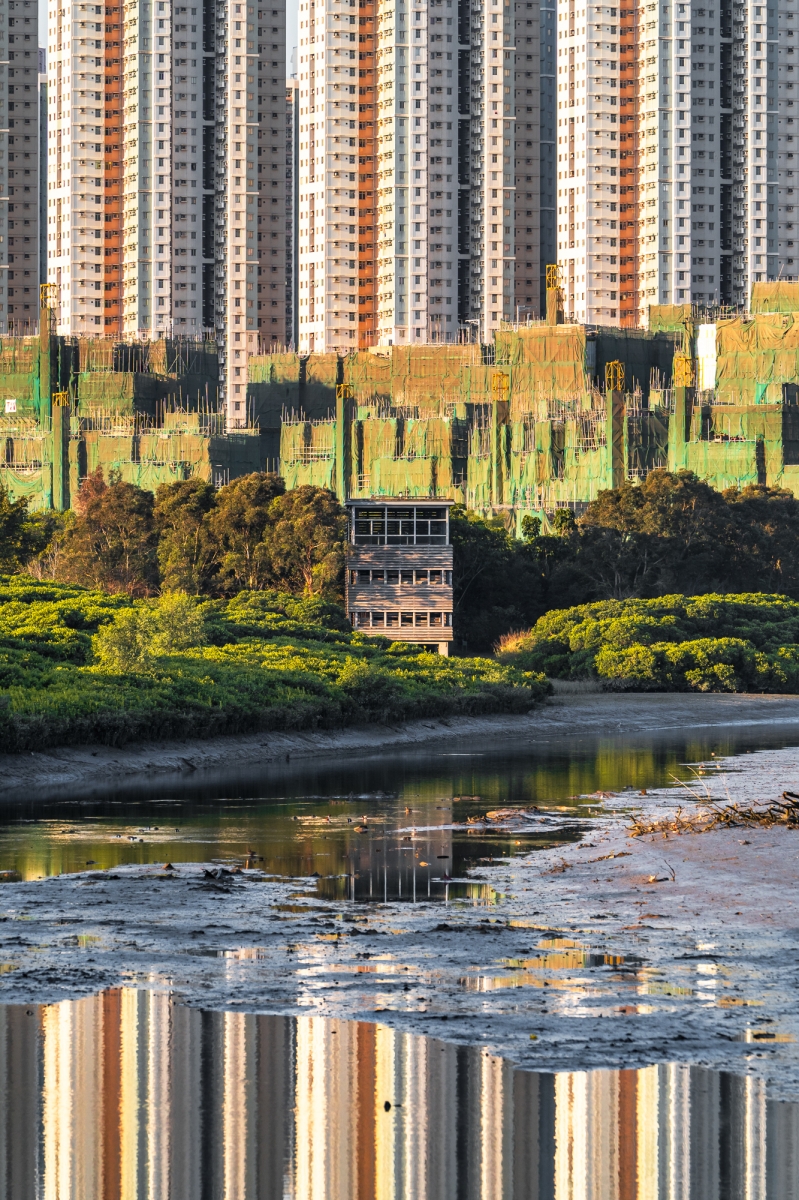 A Bird Hide Trapped in the Urban Jungle