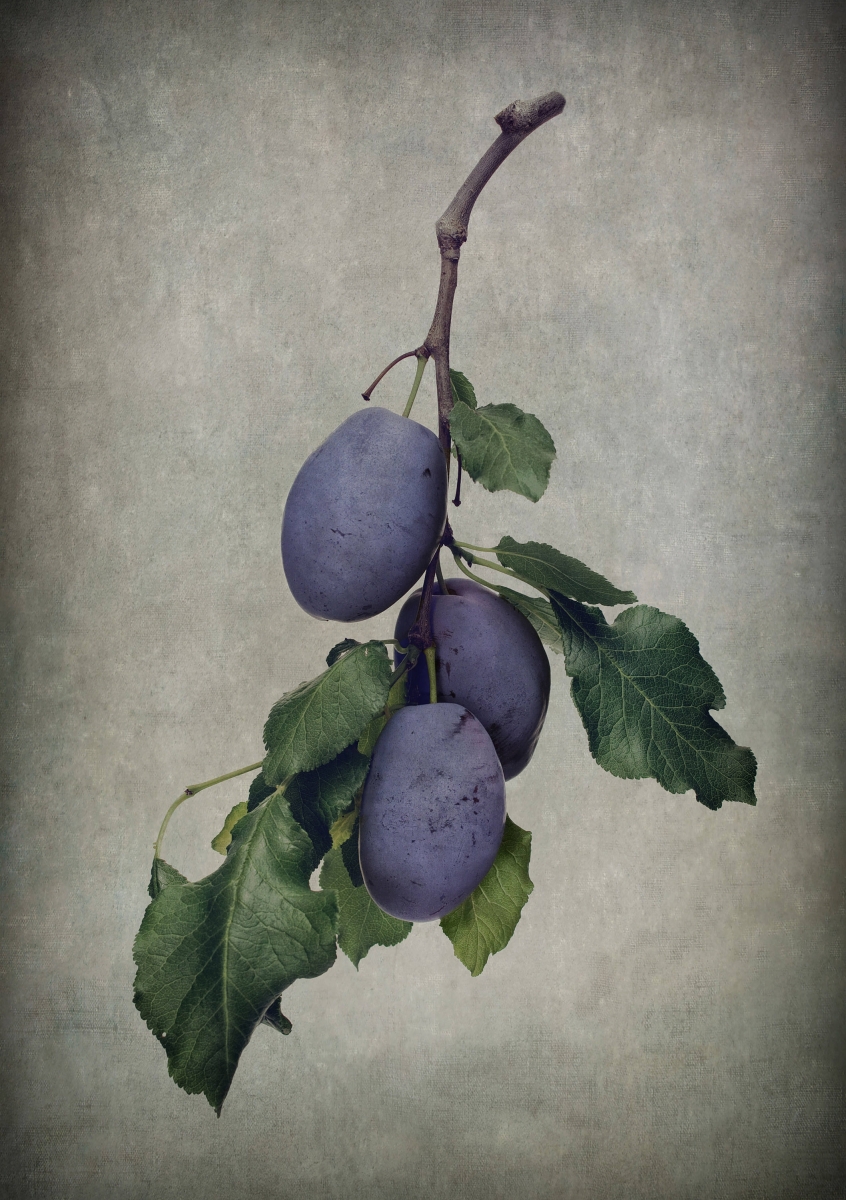 Prunus domestica L. 'Burbank Grand Priz
