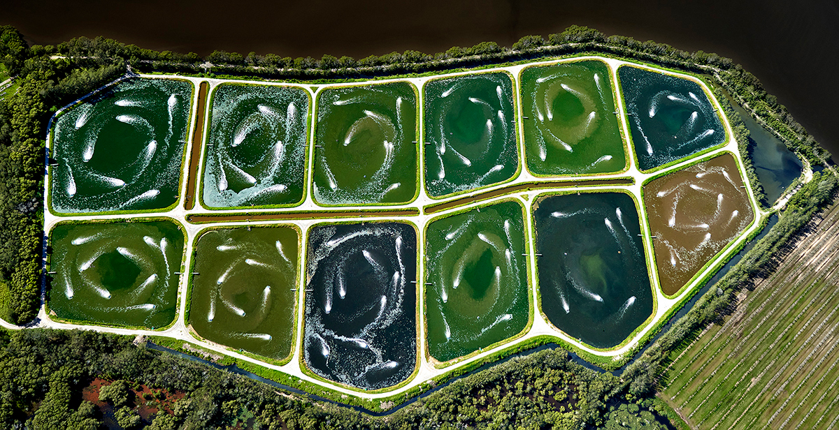 Aquaculture ponds