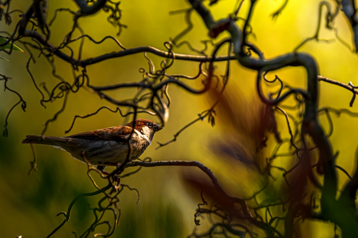 Italian sparrow (Passer italiae)
