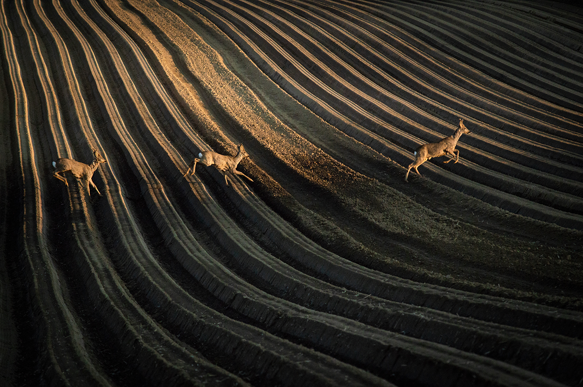 Meeting with wild nature