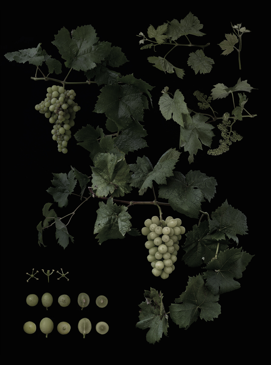 Vitis interspecific crossing 'Shawase'
