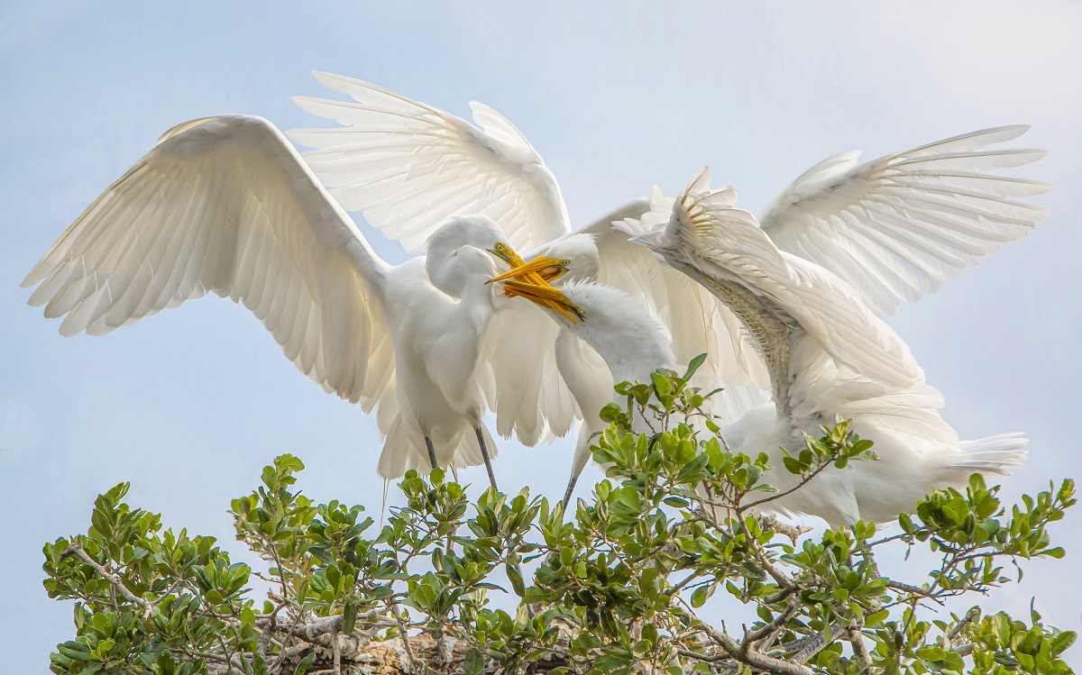 THREE BEAKS