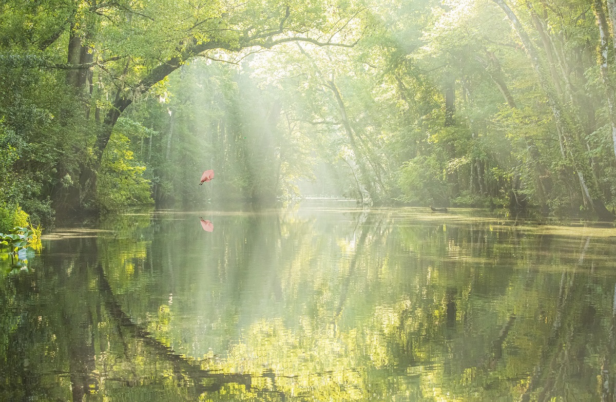AUGUST SWAMPSCAPE