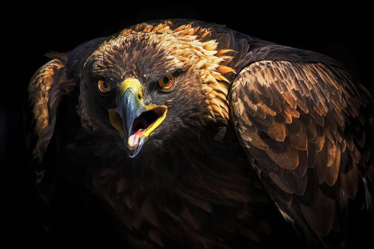 Golden Eagle