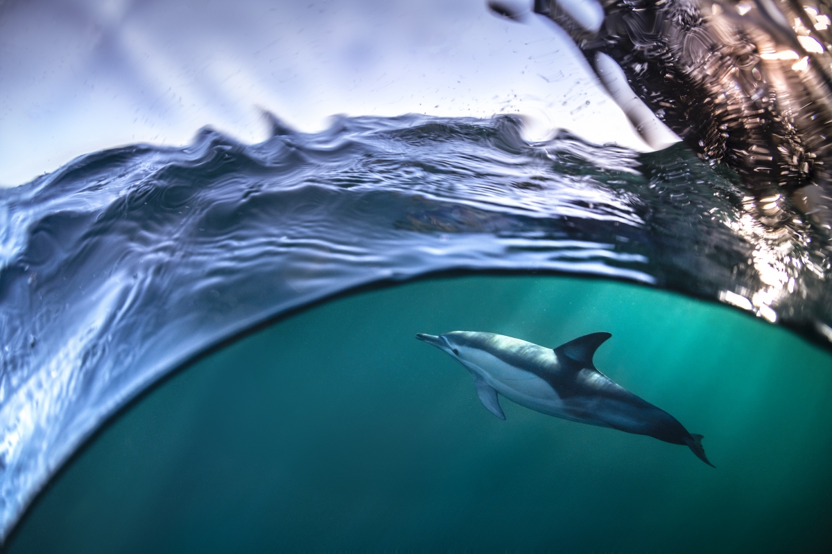 Arion and the Dolphin