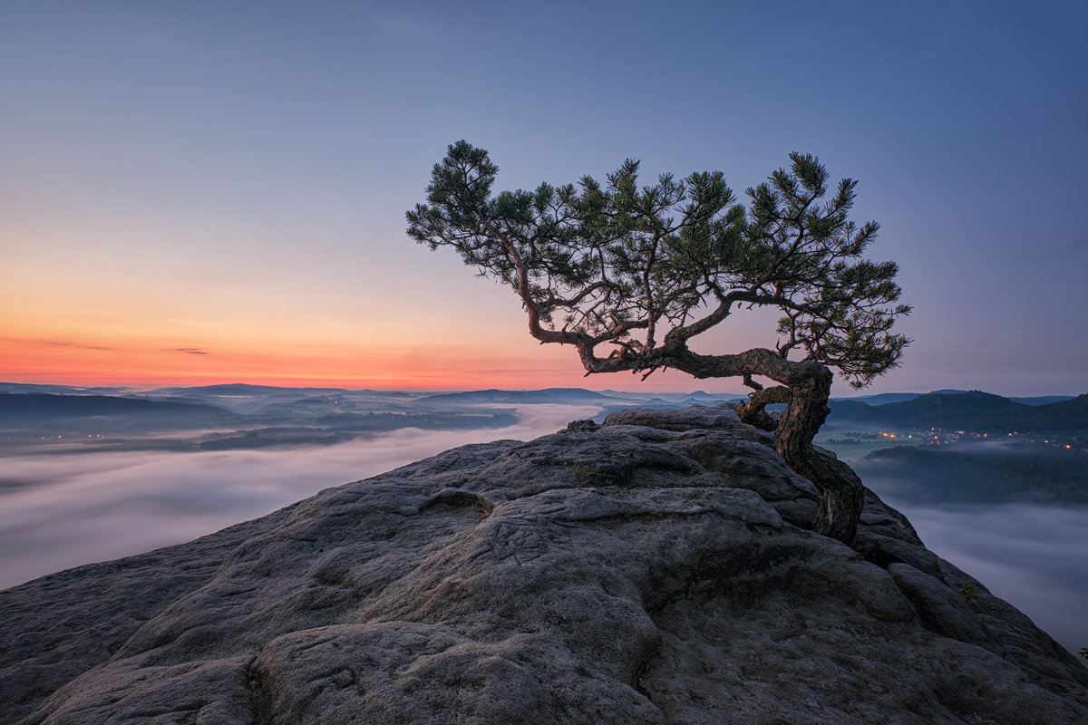 Pine about morningfog