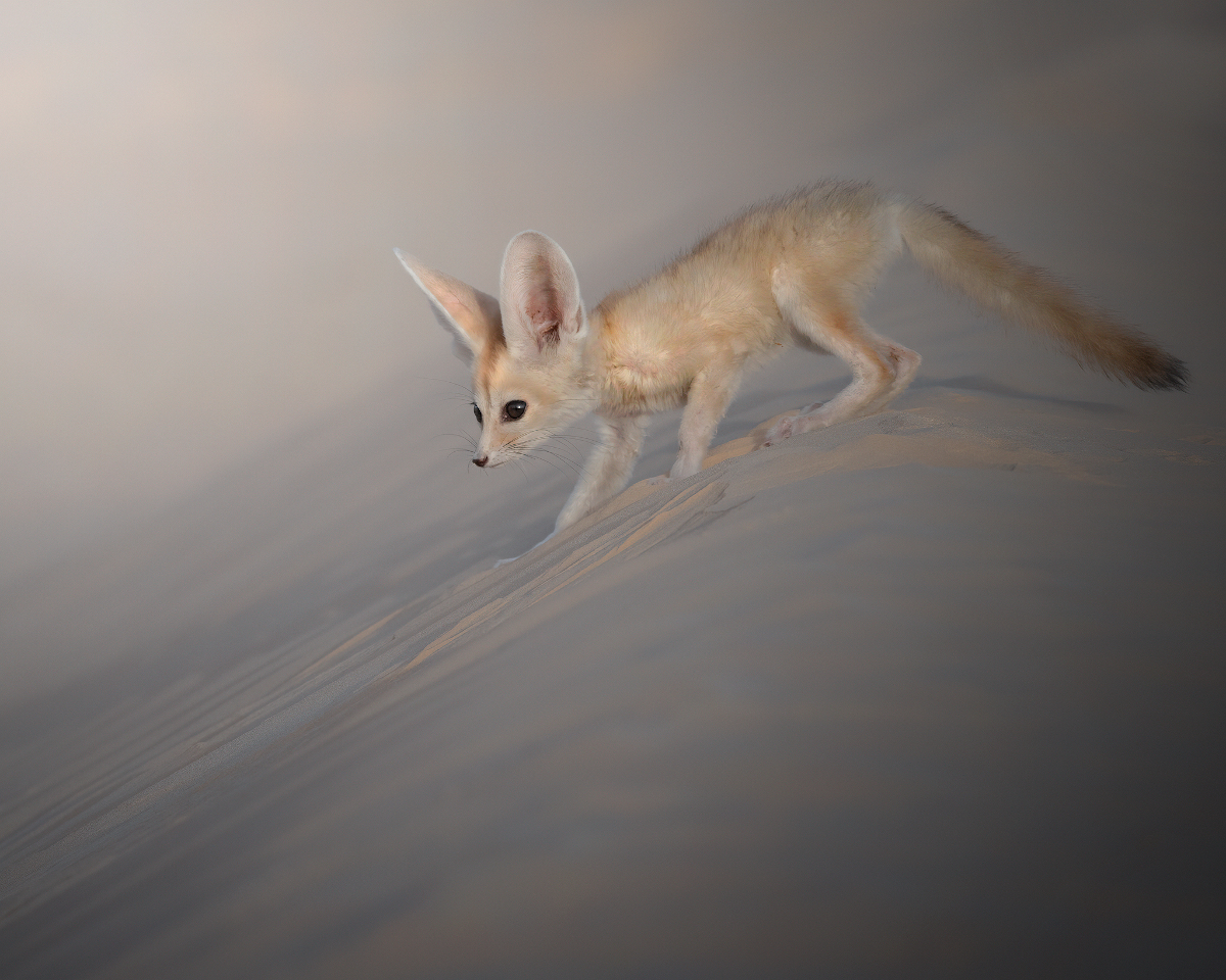 Spacewalk of a Fennec