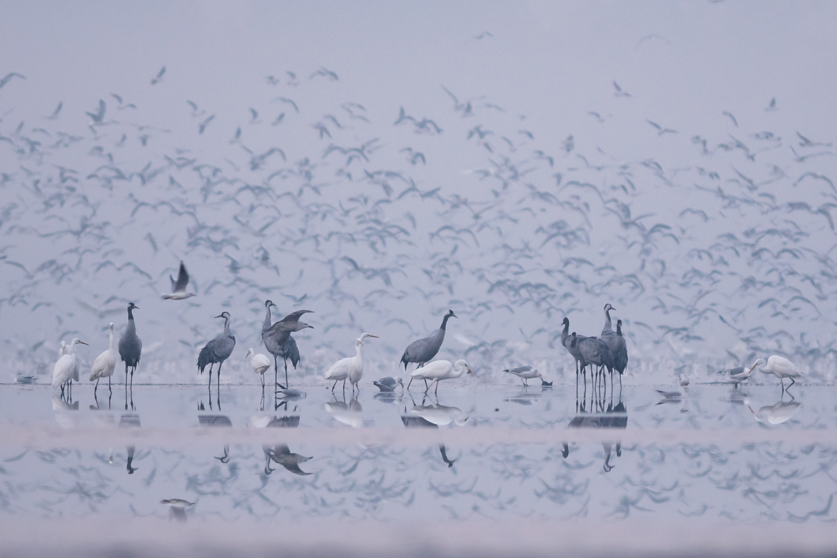 Birds
