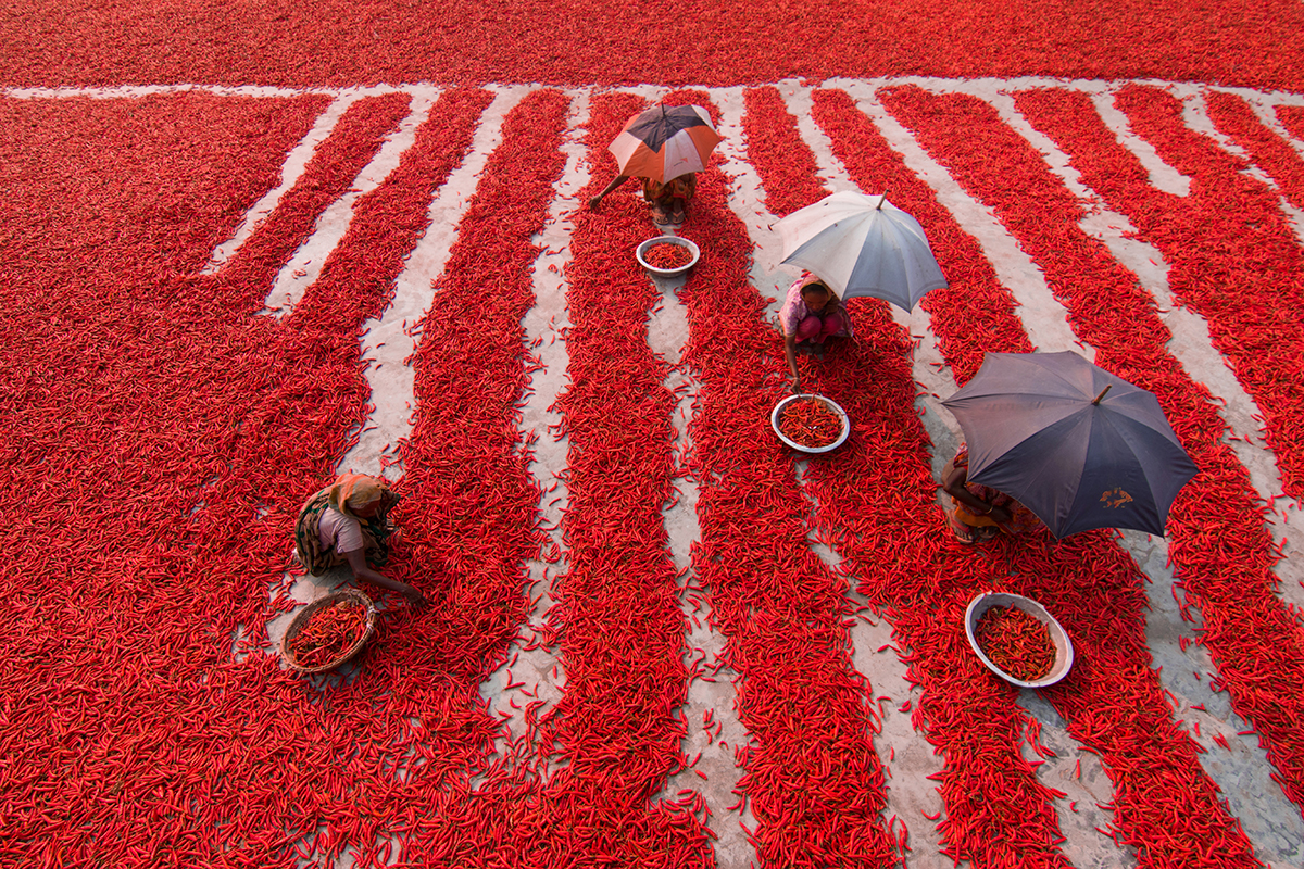 Red chilies pickers
