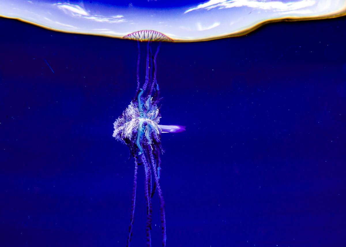 Portuguese man of War Atlantic ocean