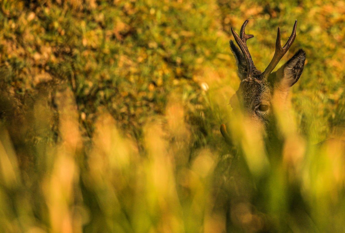 A roe buck hiding through the grass