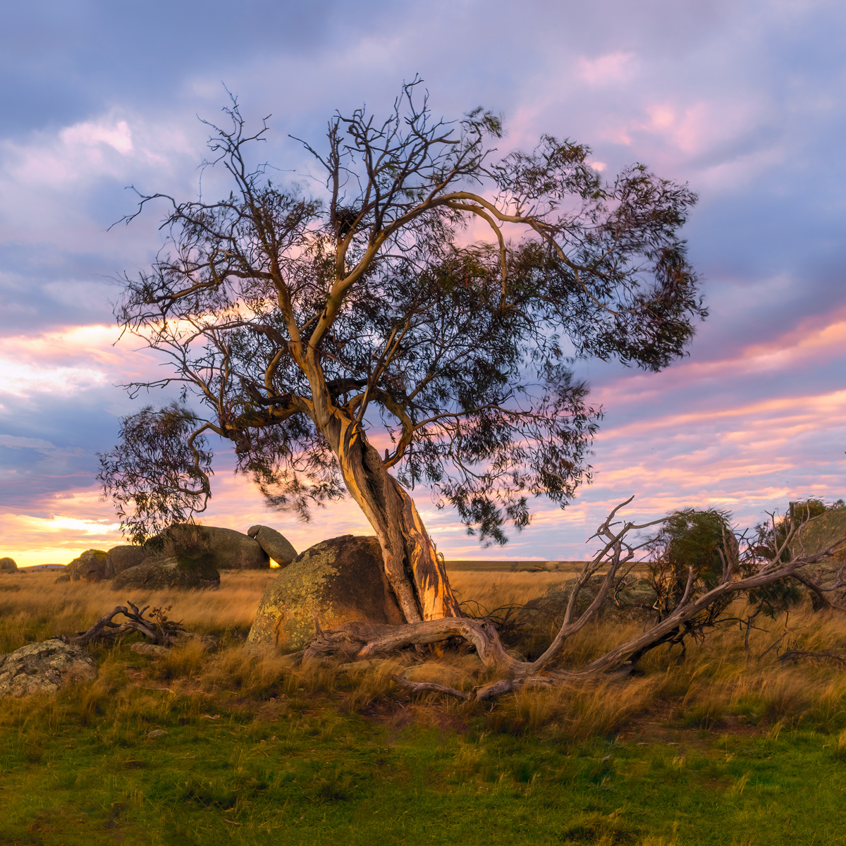 Bush Sunrise