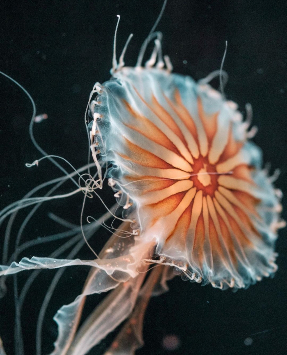 Deep Sea Traveler