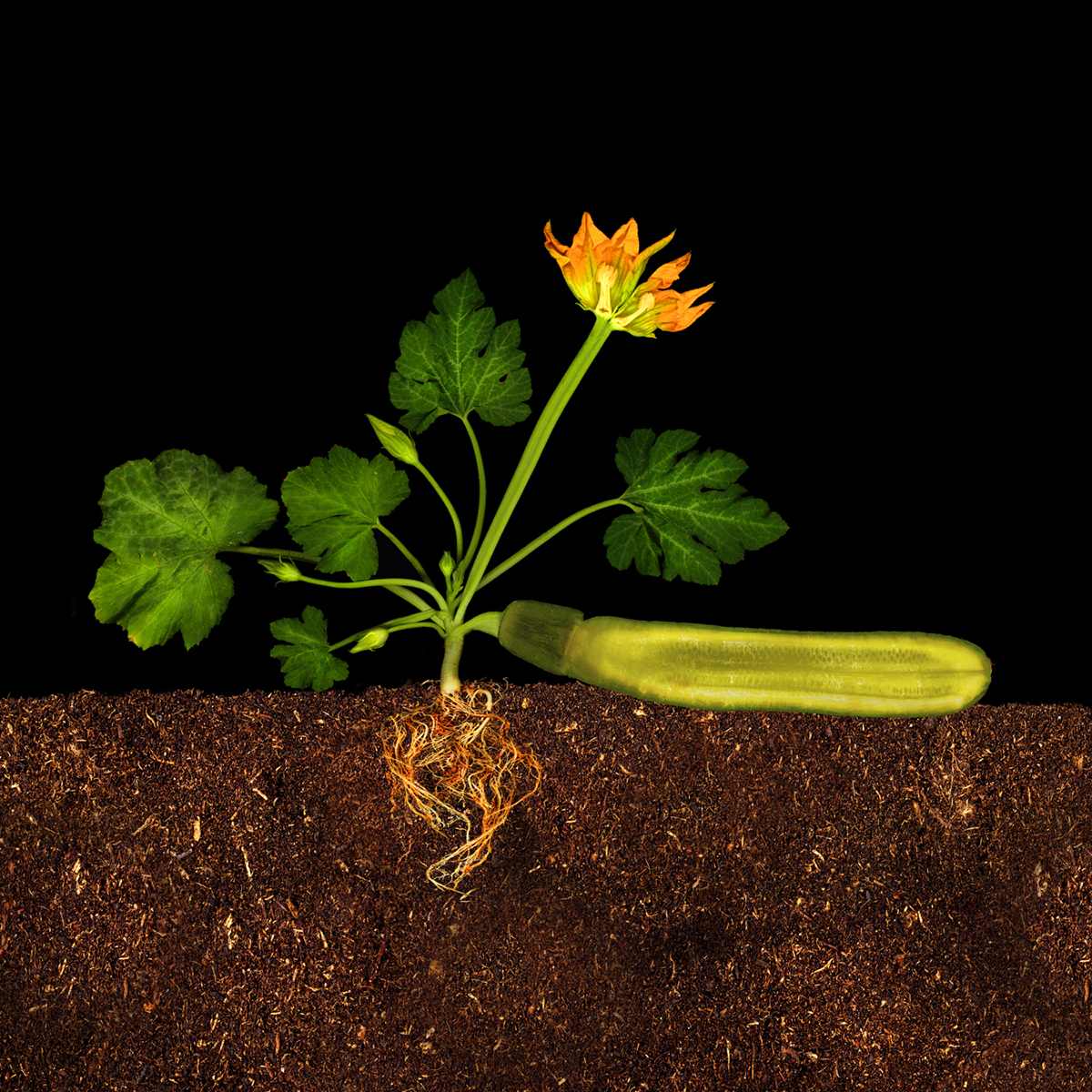 Zucchini