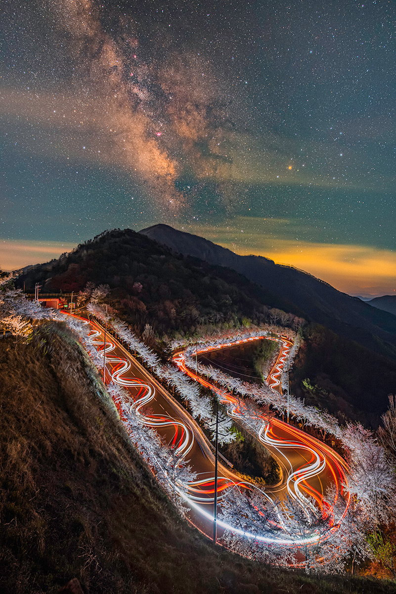 Starry night on the cherry blossom road