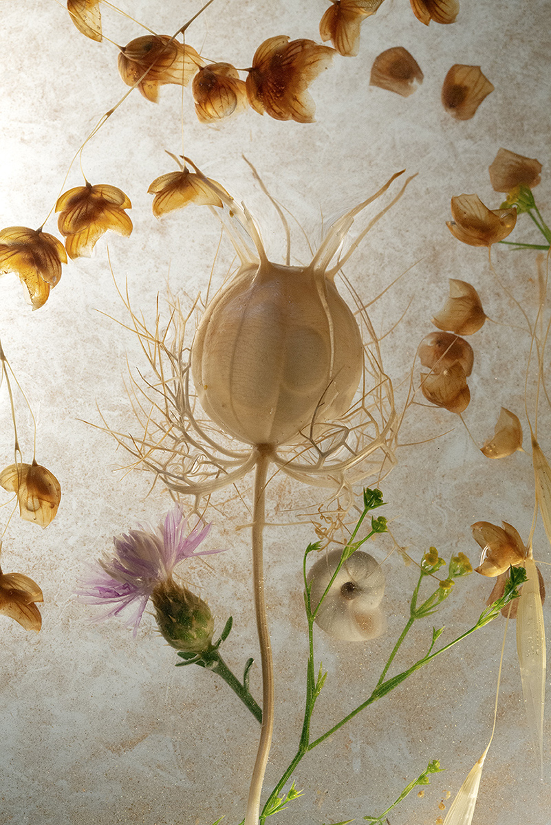 Herbarium of Summer Memories