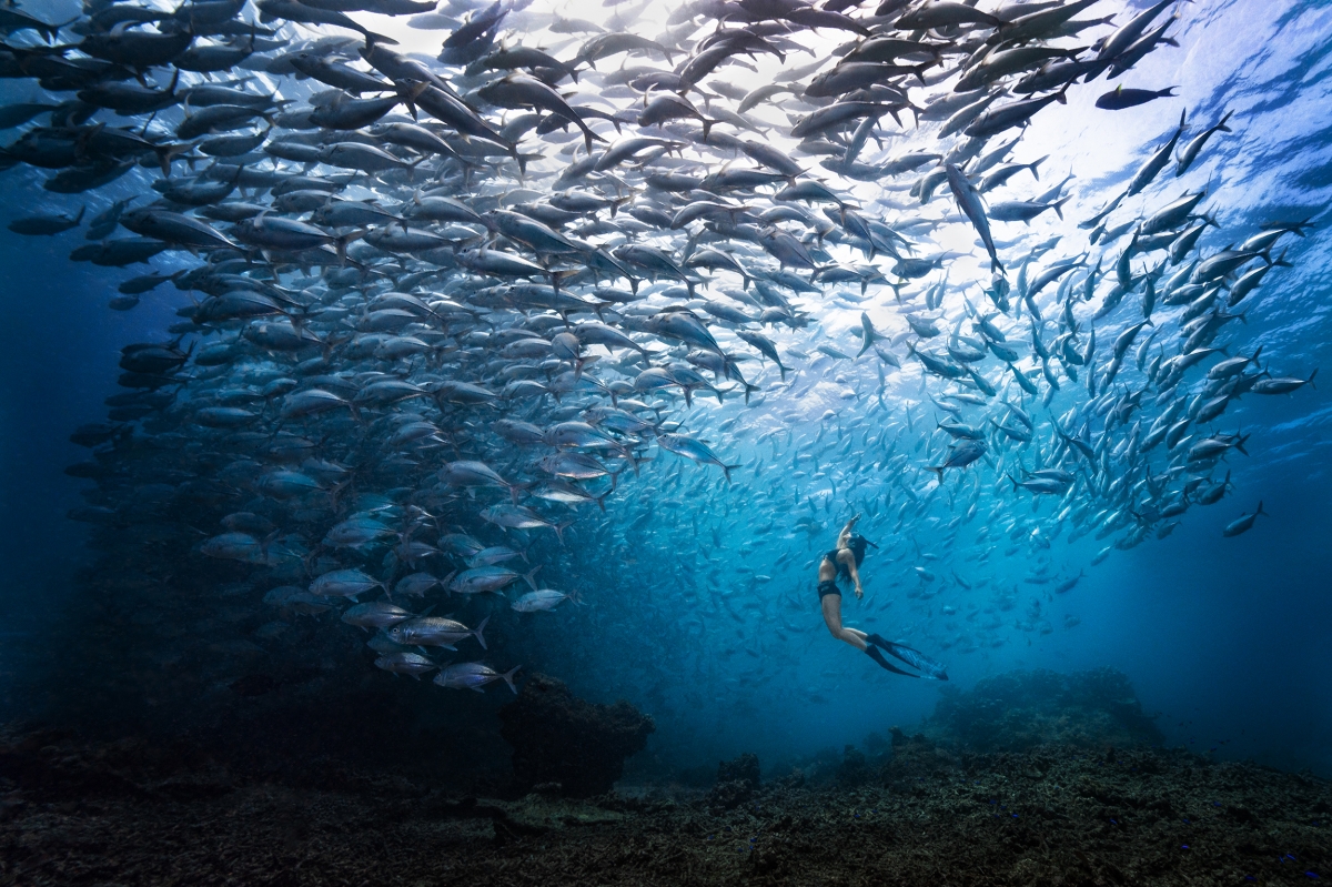 Fish Storm