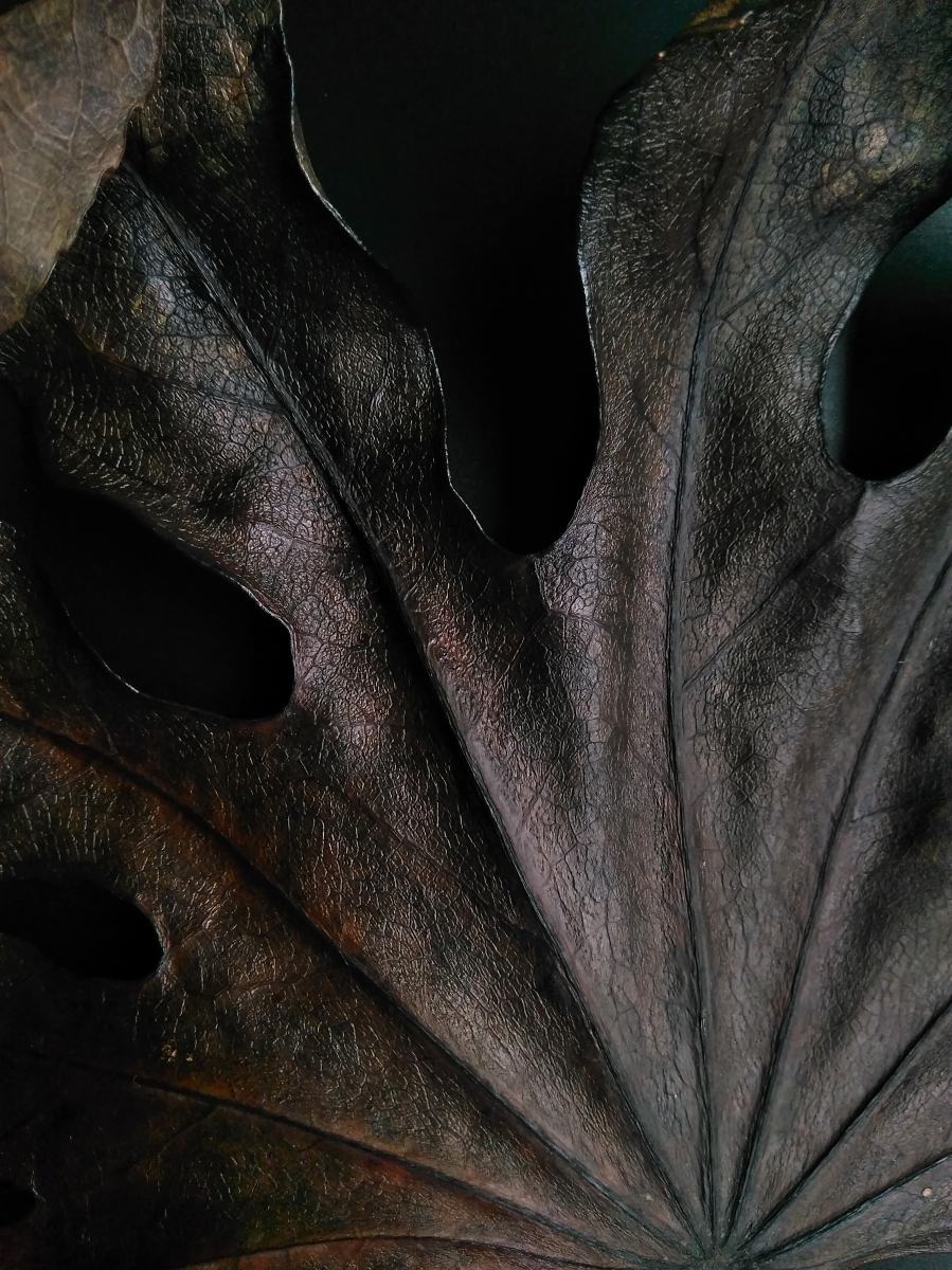 LEAF