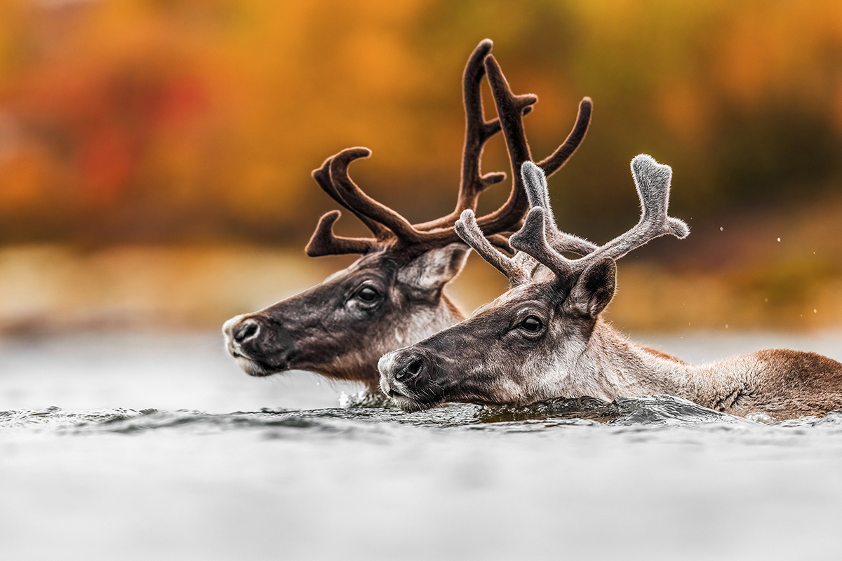 Caribou couple crossing river