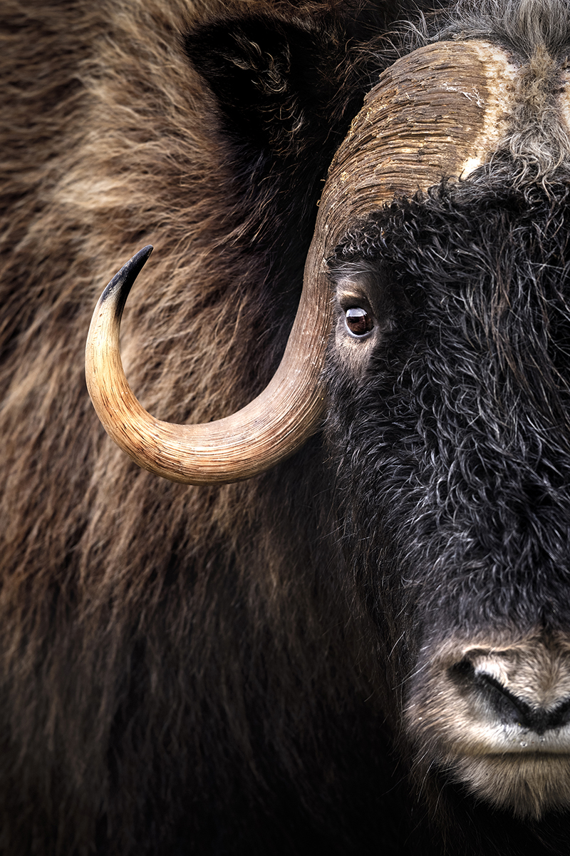 Muskox portrait