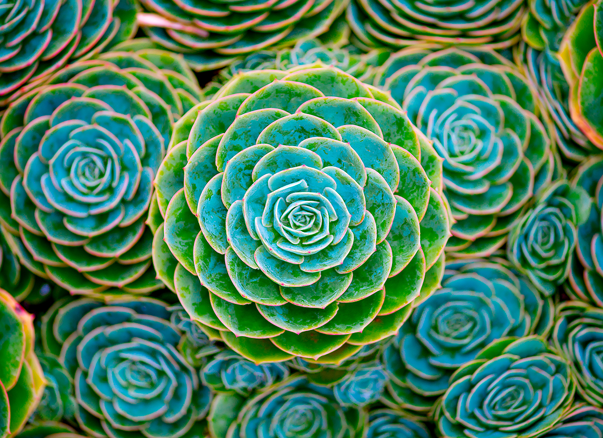 Succulents