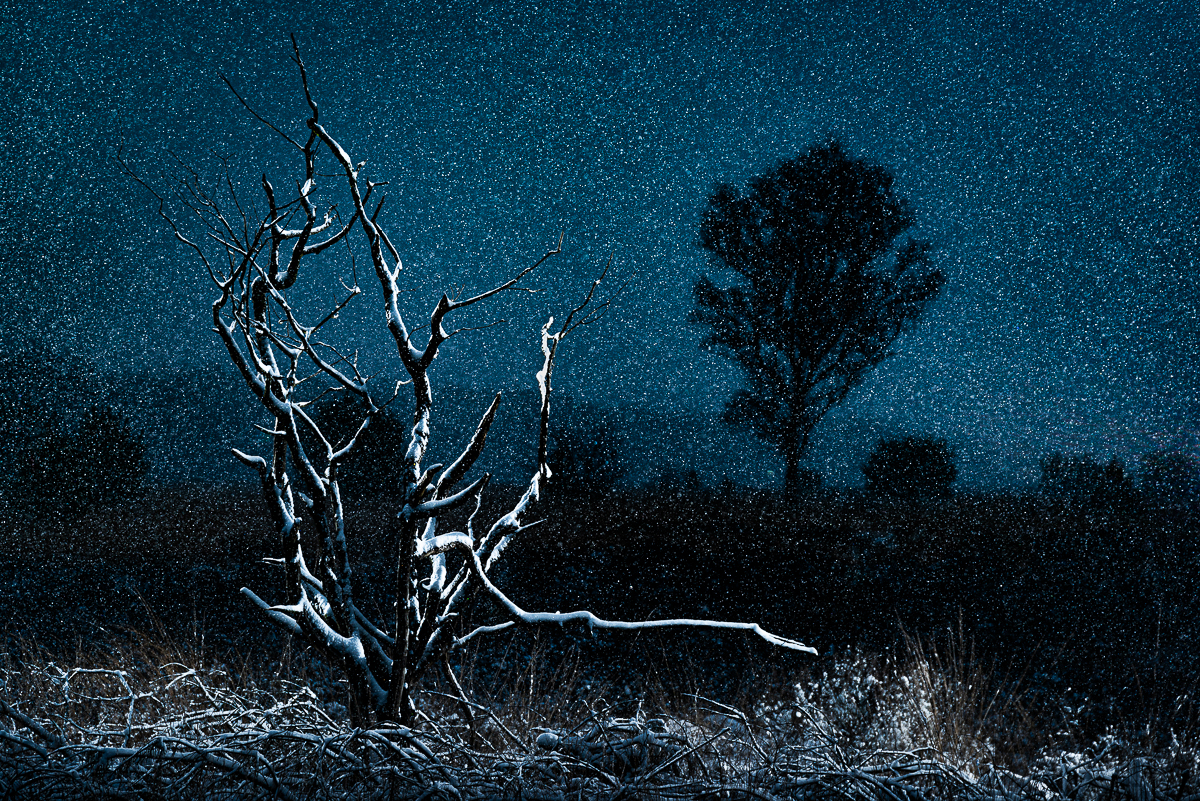 Mystic Oak Tree during Nightly Snowfall