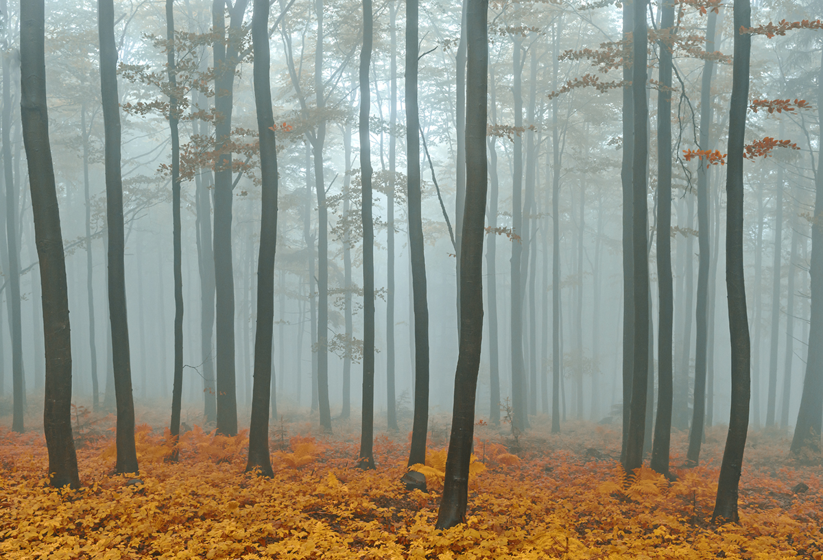 Autumn forest