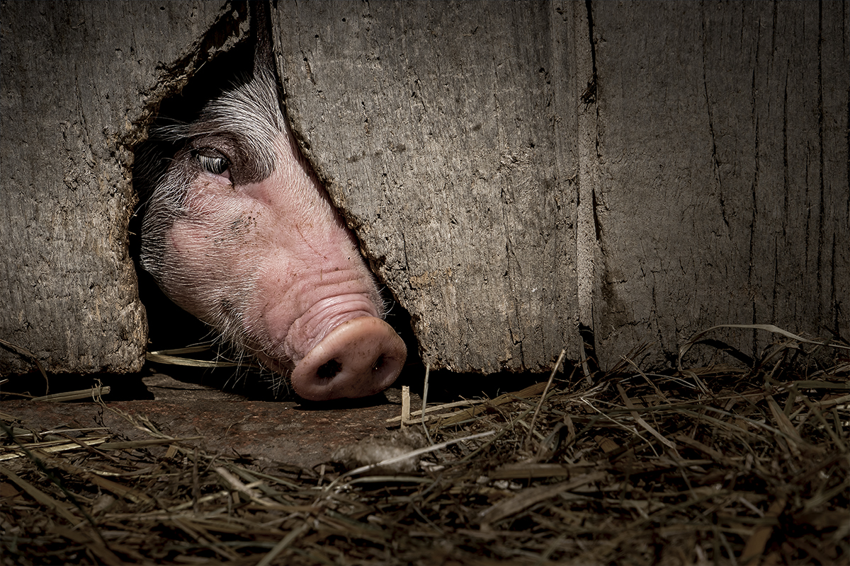Le regard du porcin
