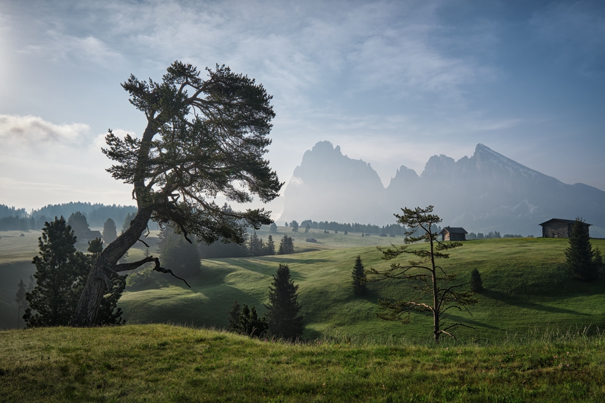 The Pine
