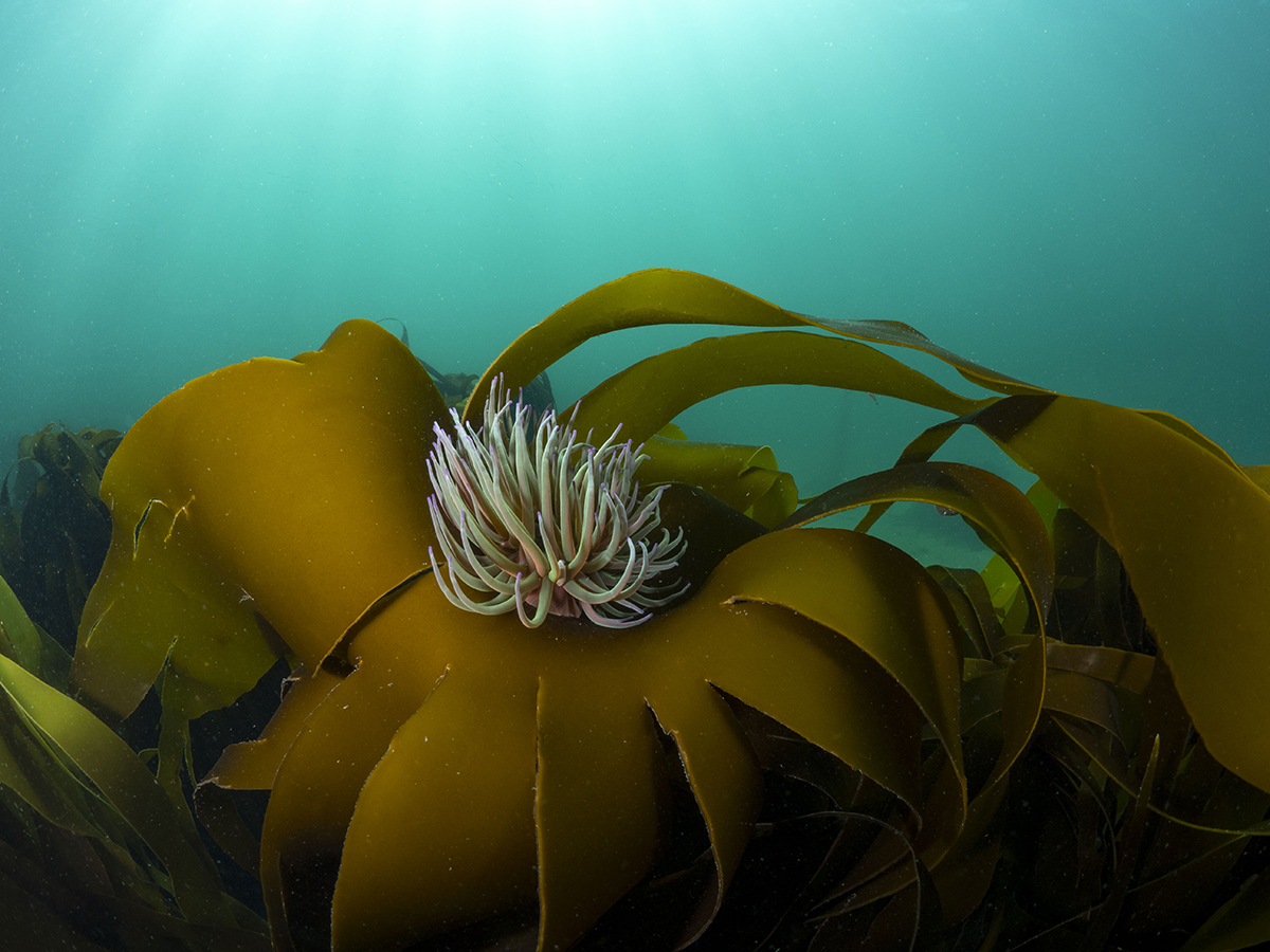 Snakelock Anemone