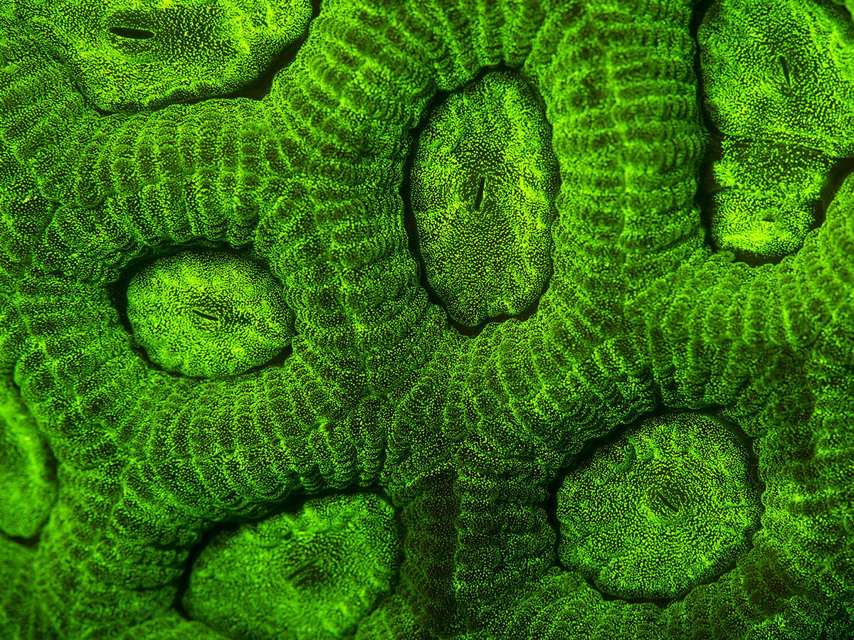 Fluorescent Faviidae