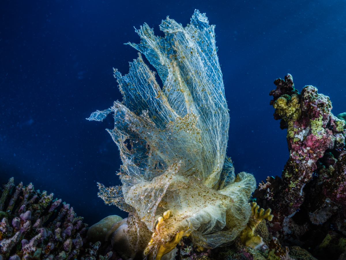 Plastic-made coral.