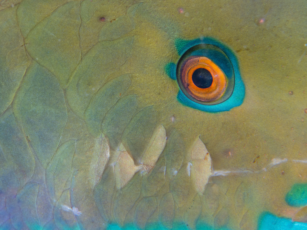 Eye of psychedelics