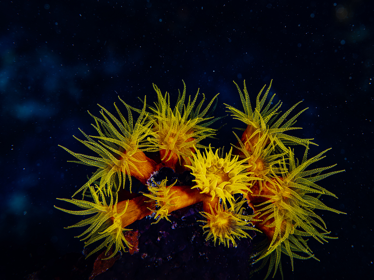 Cosmic flowers