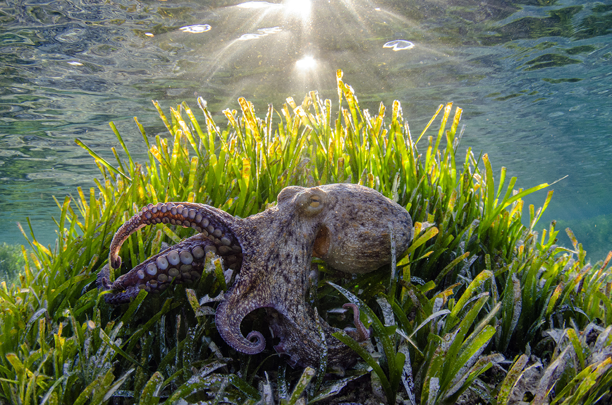 Octopus