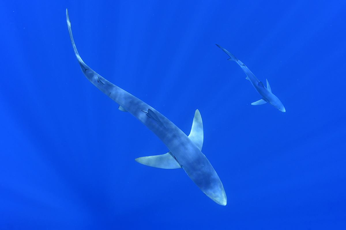 Blue shark