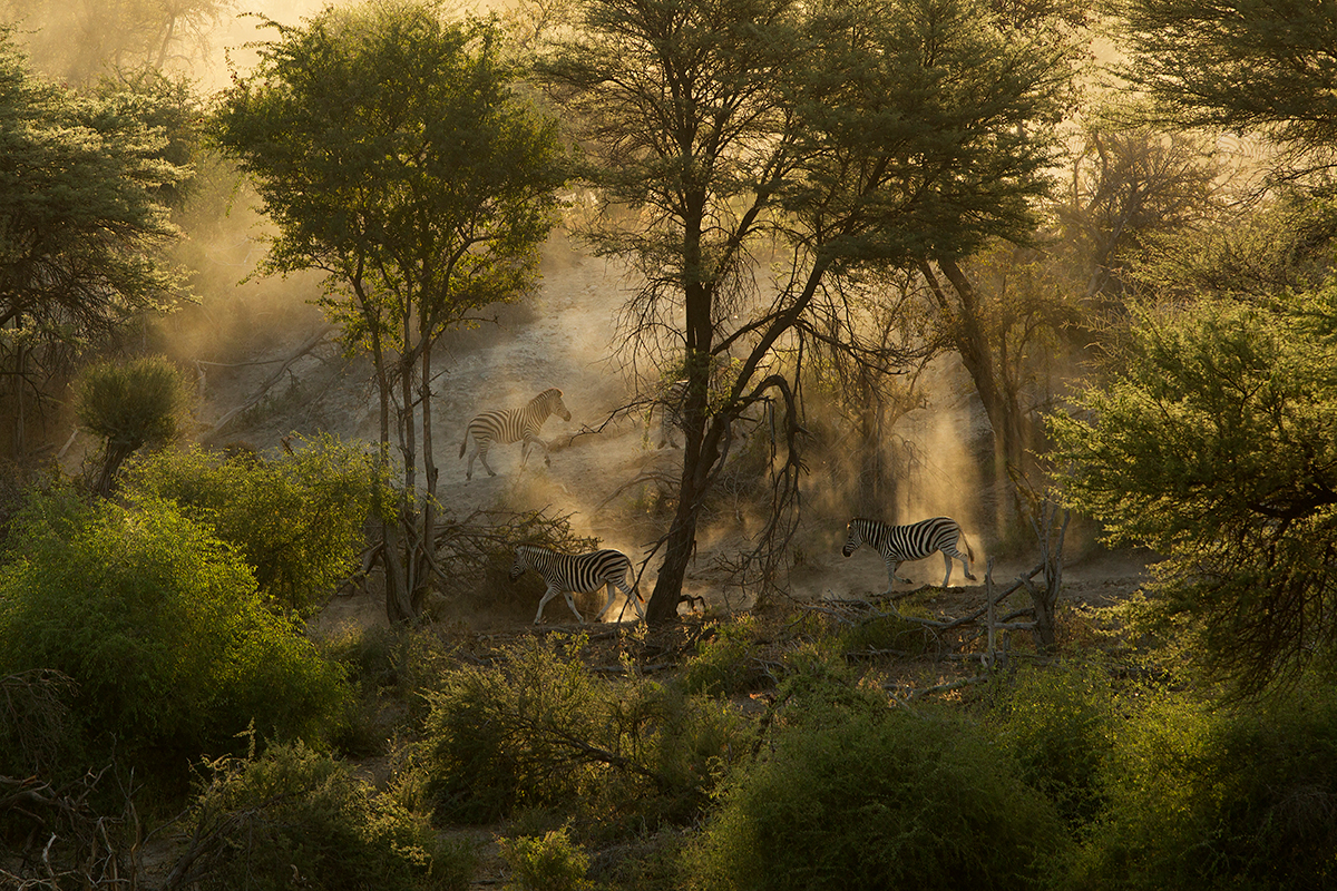 Zebras in the Dust