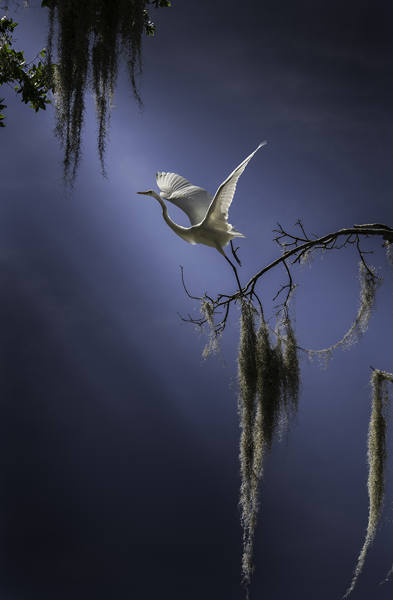Wings of Confidence