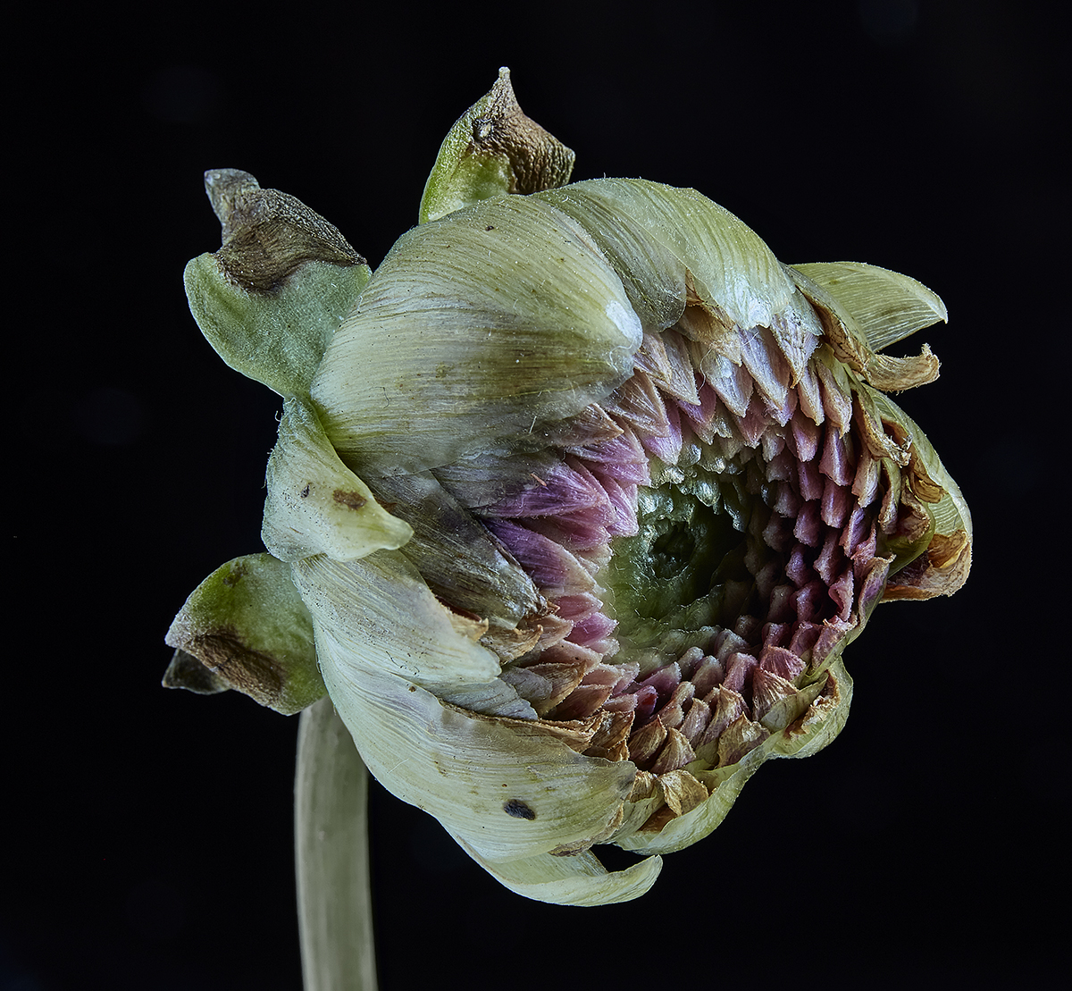 bud