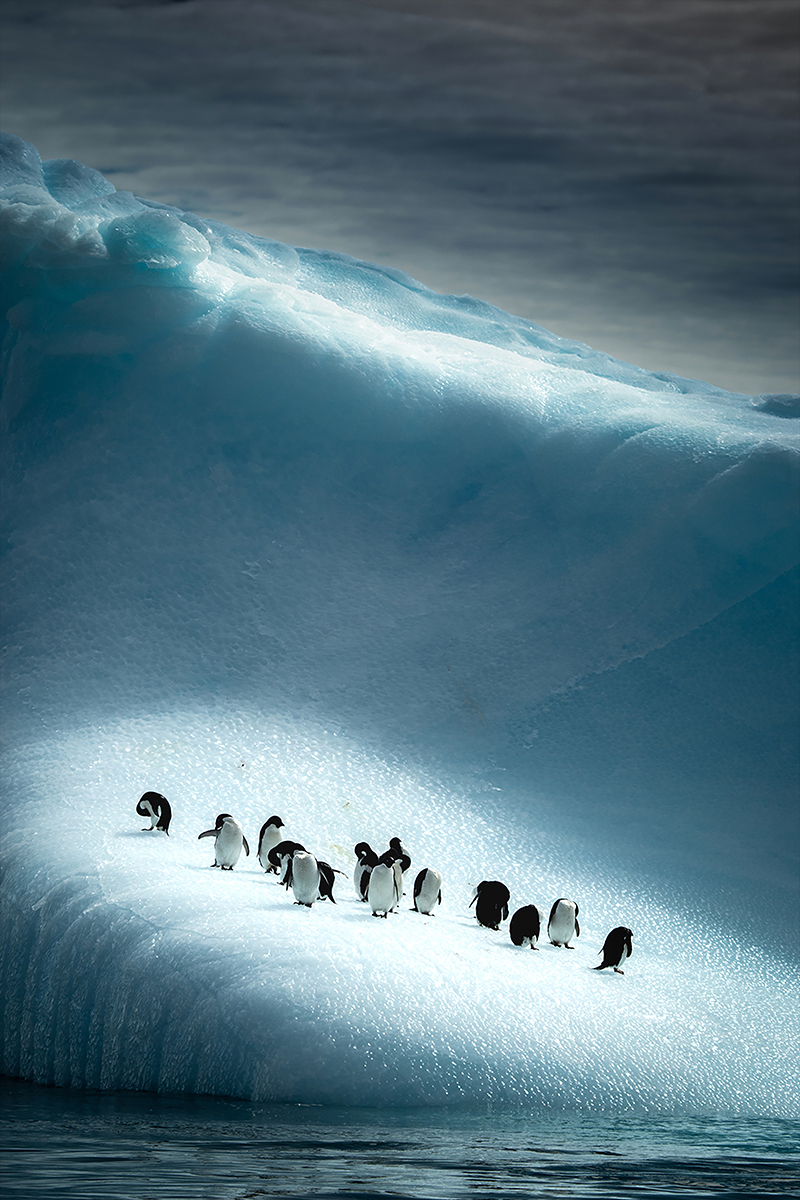 Adelie Penguins