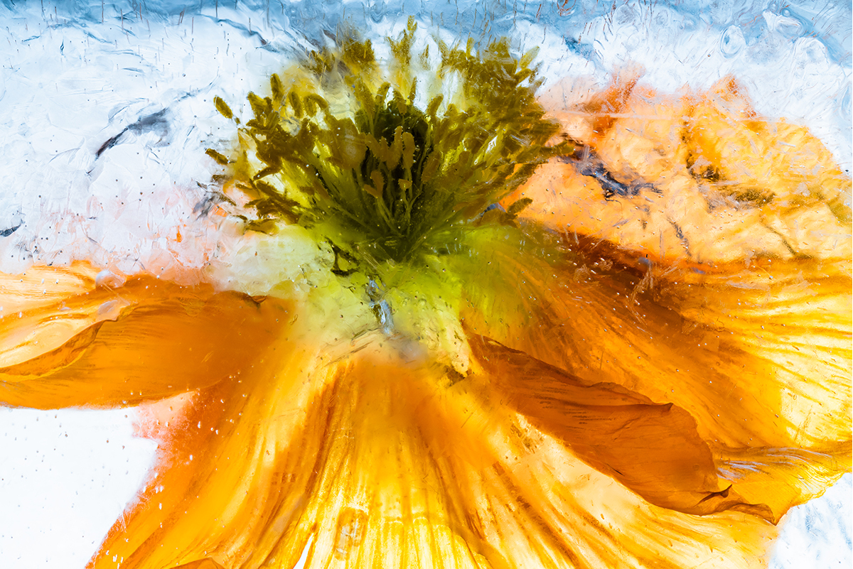 Flowers in crystal clear ice