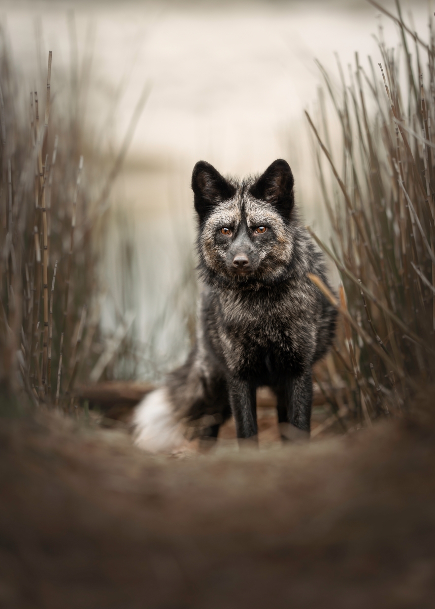 Intense Stare