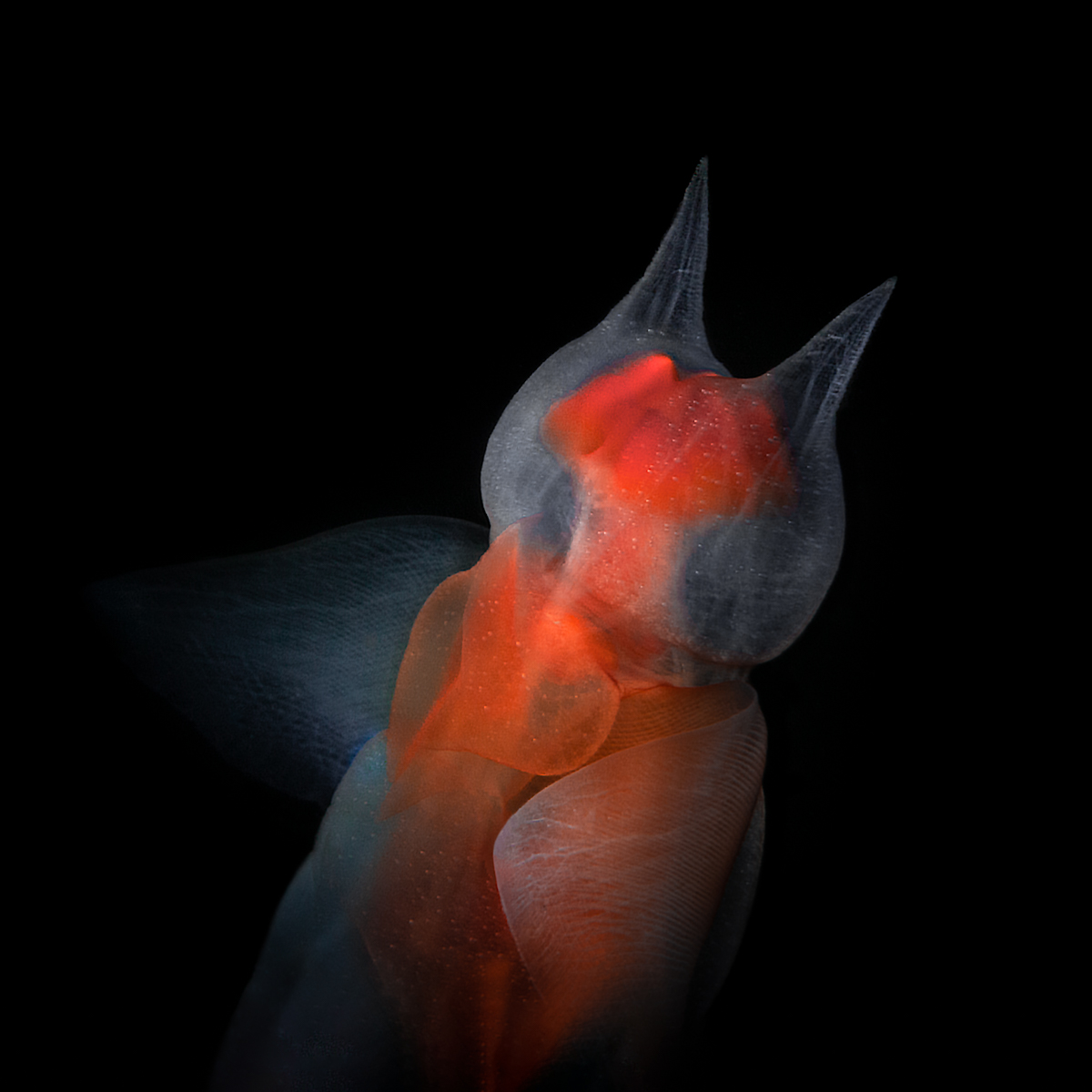 Sea angel portrait