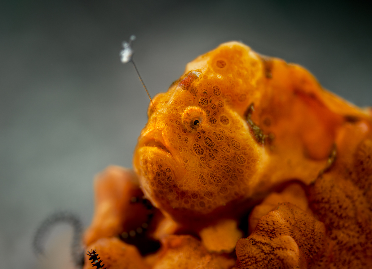 FrogFish