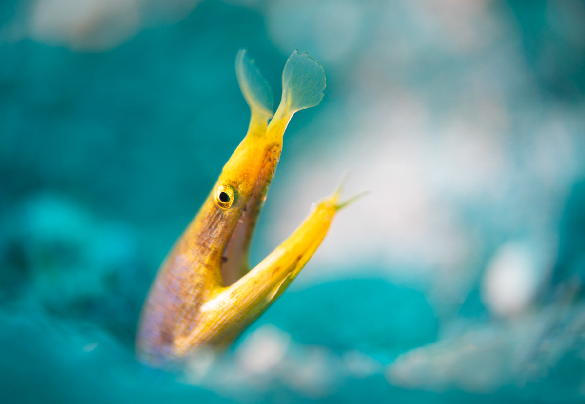 Ribbon eel