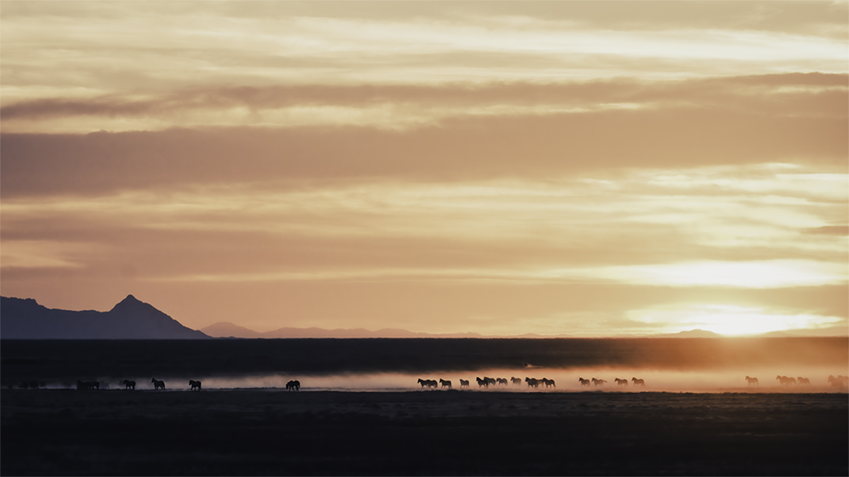 Dance of the Mustangs