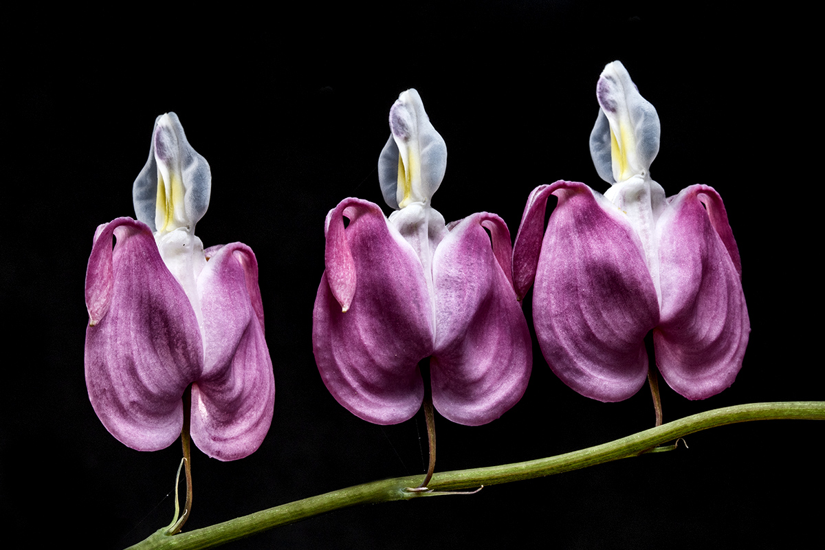Dancers on a twig